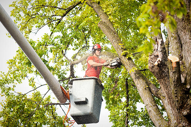 Reliable Skyline, AL  Tree Services Solutions